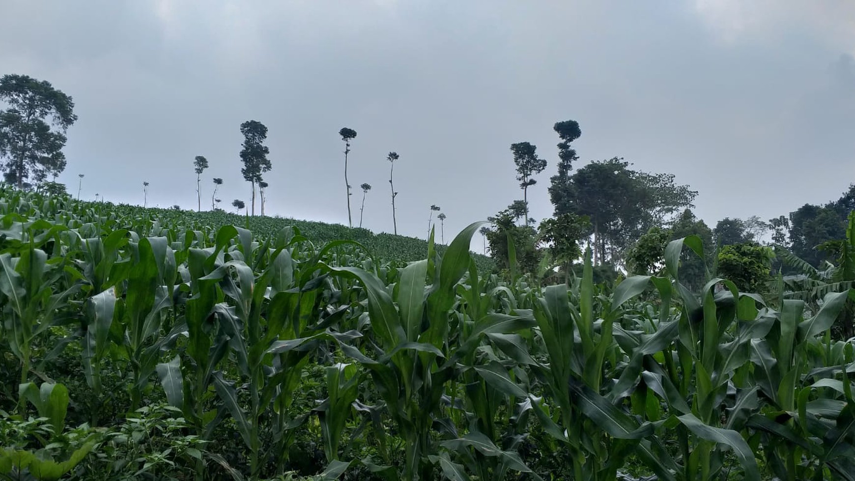 TANAH KAVLING COMMERCIAL DI PUNCAK CIPANAS COCOK UNTUK KEBUN BUAH, AGROBISNIS, RESORT #DDLL