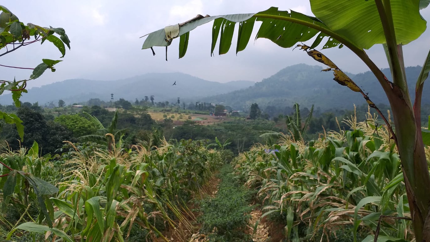 TANAH KAVLING COMMERCIAL DI PUNCAK CIPANAS COCOK UNTUK KEBUN BUAH, AGROBISNIS, RESORT #DDLL
