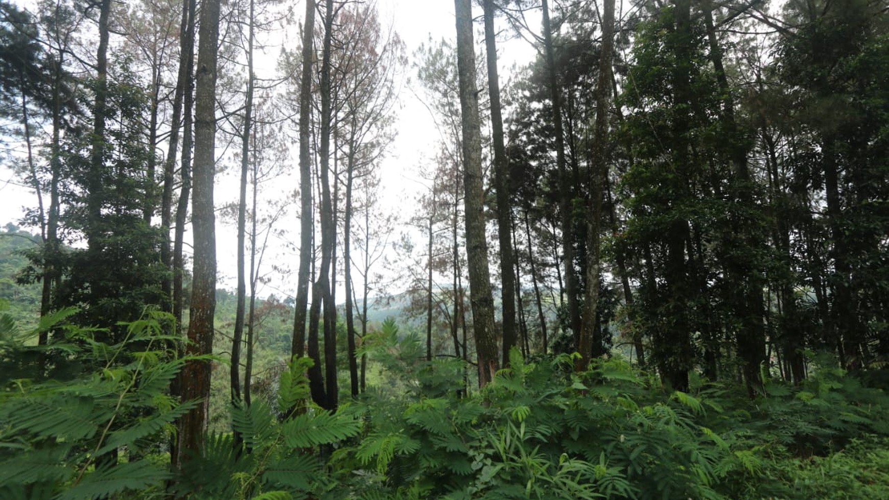TANAH KAVLING COMMERCIAL DI PUNCAK CIPANAS COCOK UNTUK KEBUN BUAH, AGROBISNIS, RESORT  #LLDD