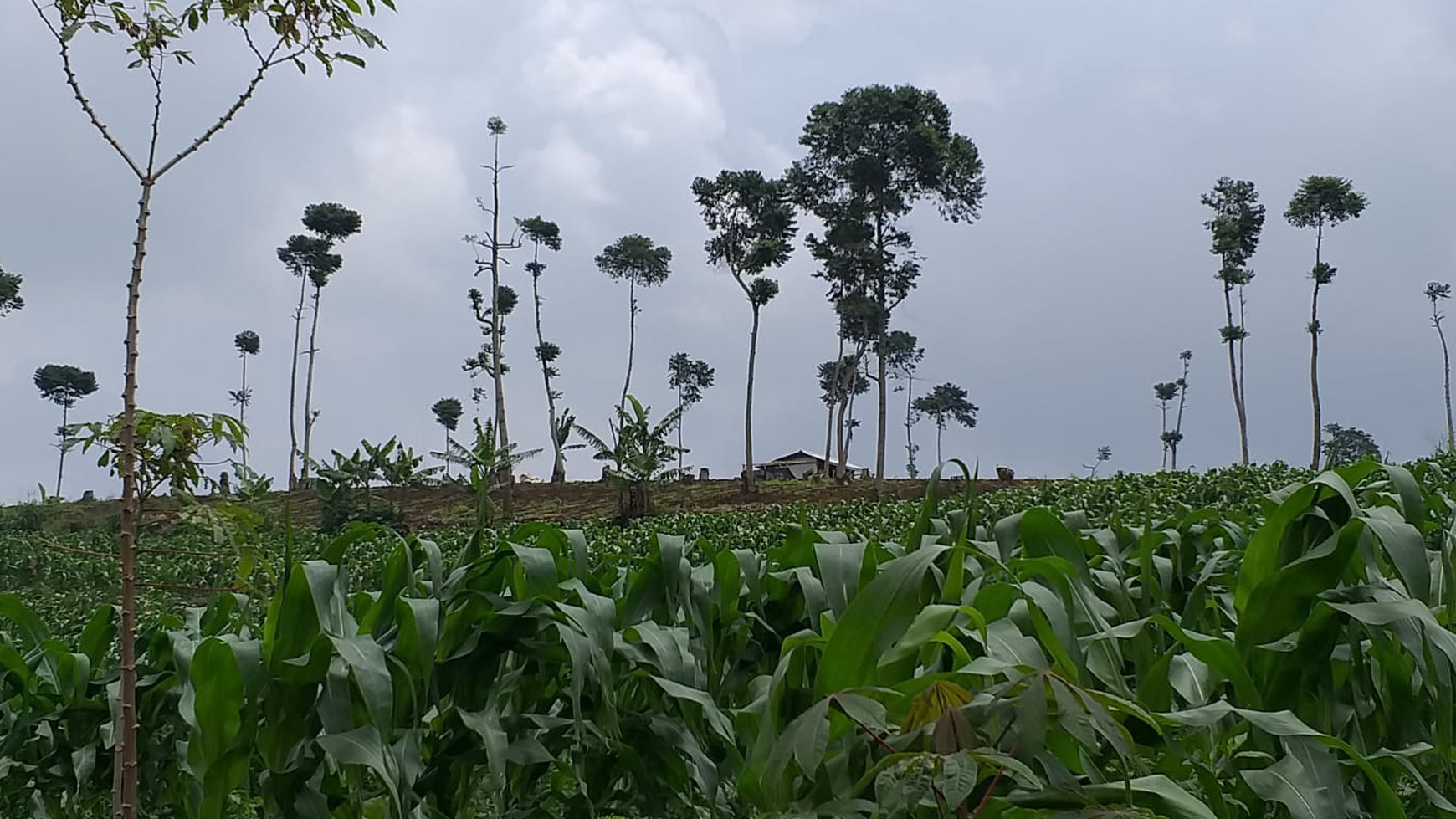 TANAH KAVLING COMMERCIAL DI PUNCAK CIPANAS COCOK UNTUK KEBUN BUAH, AGROBISNIS, RESORT  #LLDD