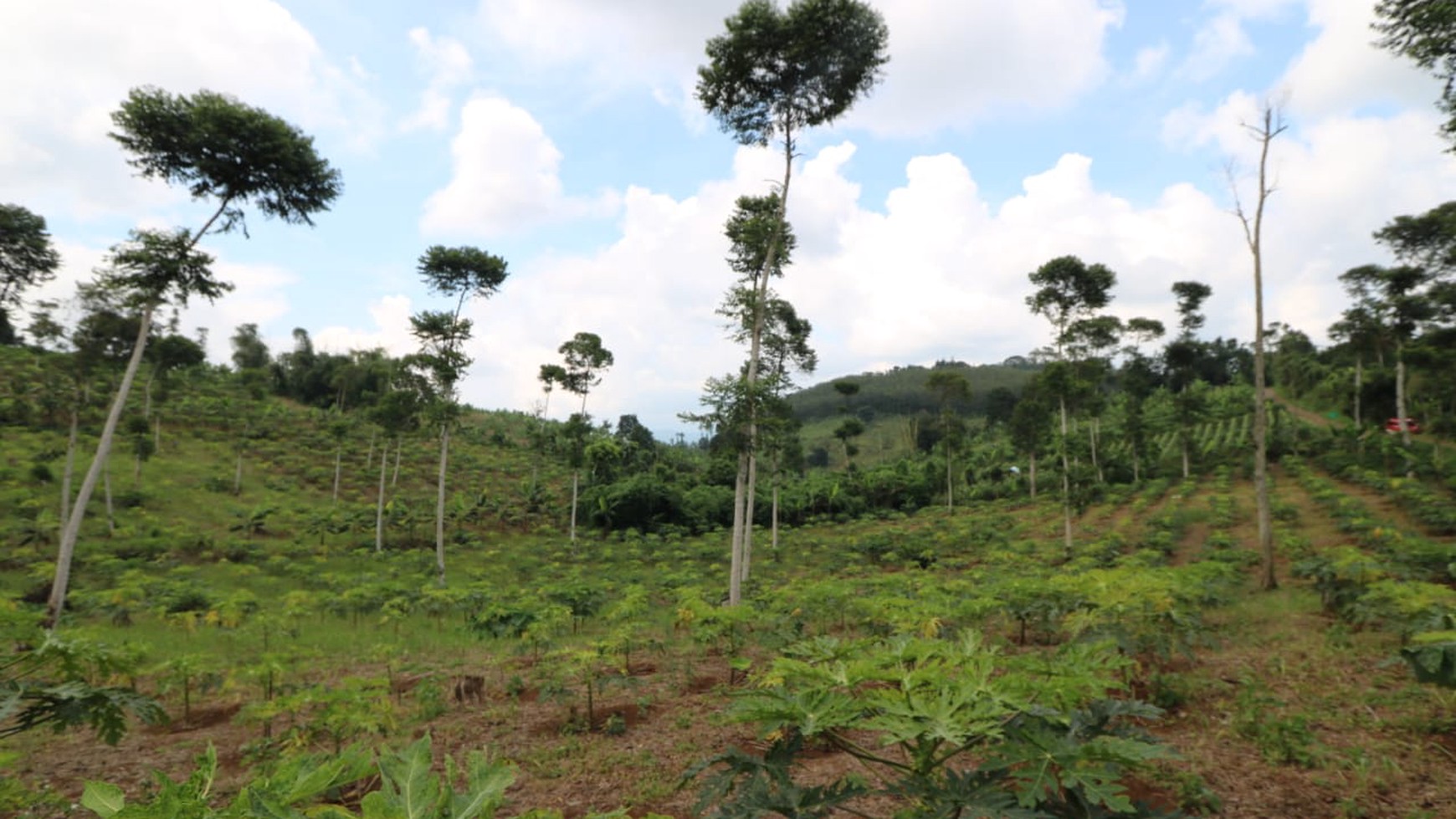 TANAH KAVLING COMMERCIAL DI PUNCAK CIPANAS COCOK UNTUK KEBUN BUAH, AGROBISNIS, RESORT /  Commercial Land in Puncak Cipanas #DDLL