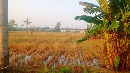 Dijual Tanah Sawah di Sukatani, Lokasi Strategis di Pinggir Jalan