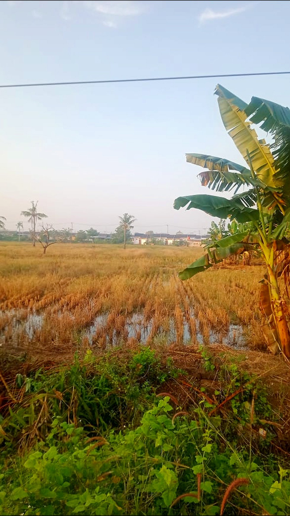 Dijual Tanah Sawah di Sukatani, Lokasi Strategis di Pinggir Jalan