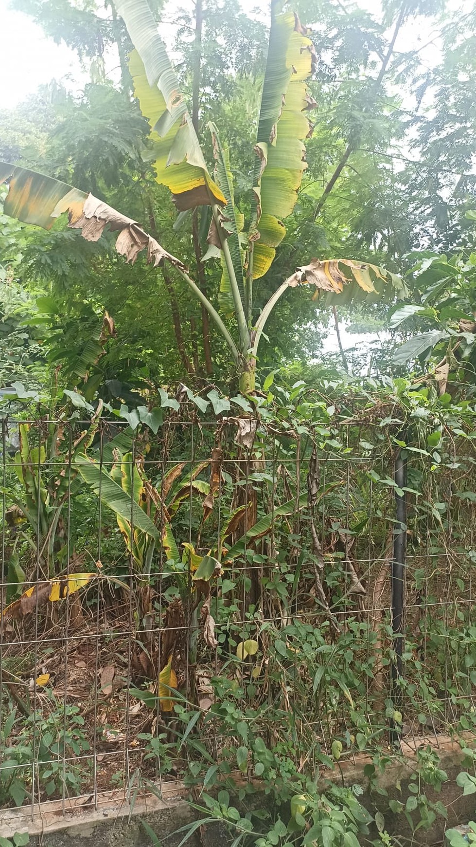 Kavling Siap Bangun Di Jl Al Bayyinah Pondok Aren Tangerang Selatan