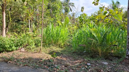 Tanah luas 2491 Meter Persegi Lokasi Daerah Wate Kulon Progo 