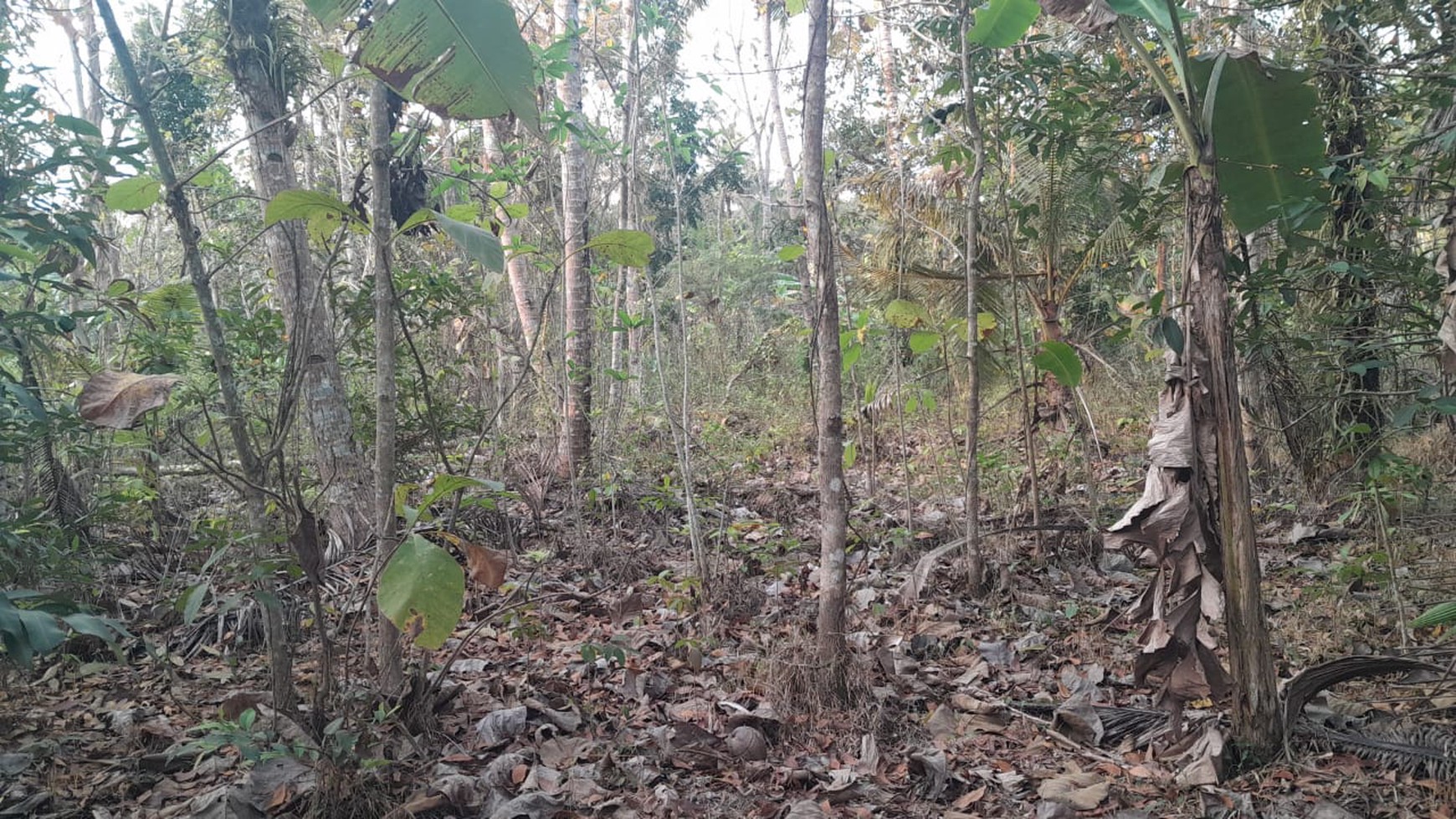 Tanah luas 2491 Meter Persegi Lokasi Daerah Wate Kulon Progo 