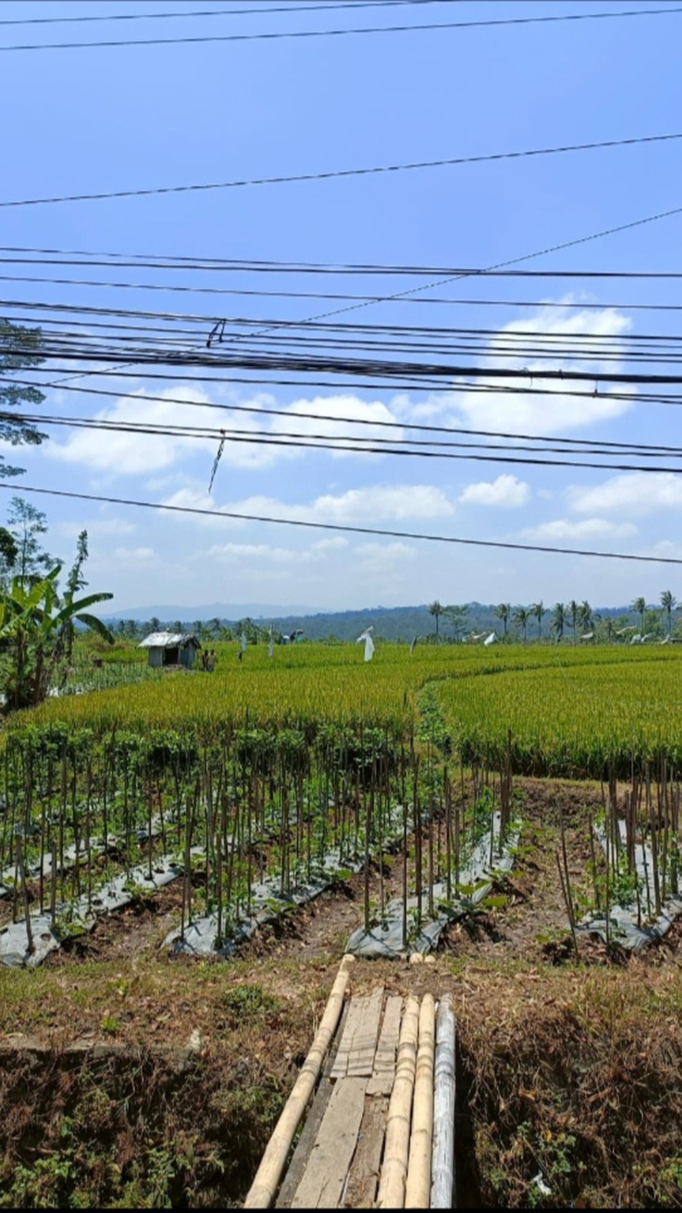 Tanah Sawah Luas 779 Meter Persegi Lokasi di Jl Raya Secang-Temanggung 