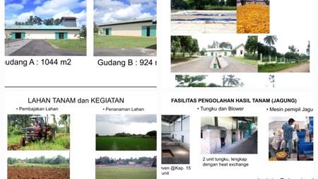 Dijual Cepat Pabrik & Lahan Tanam Jagung Di Tegineneng