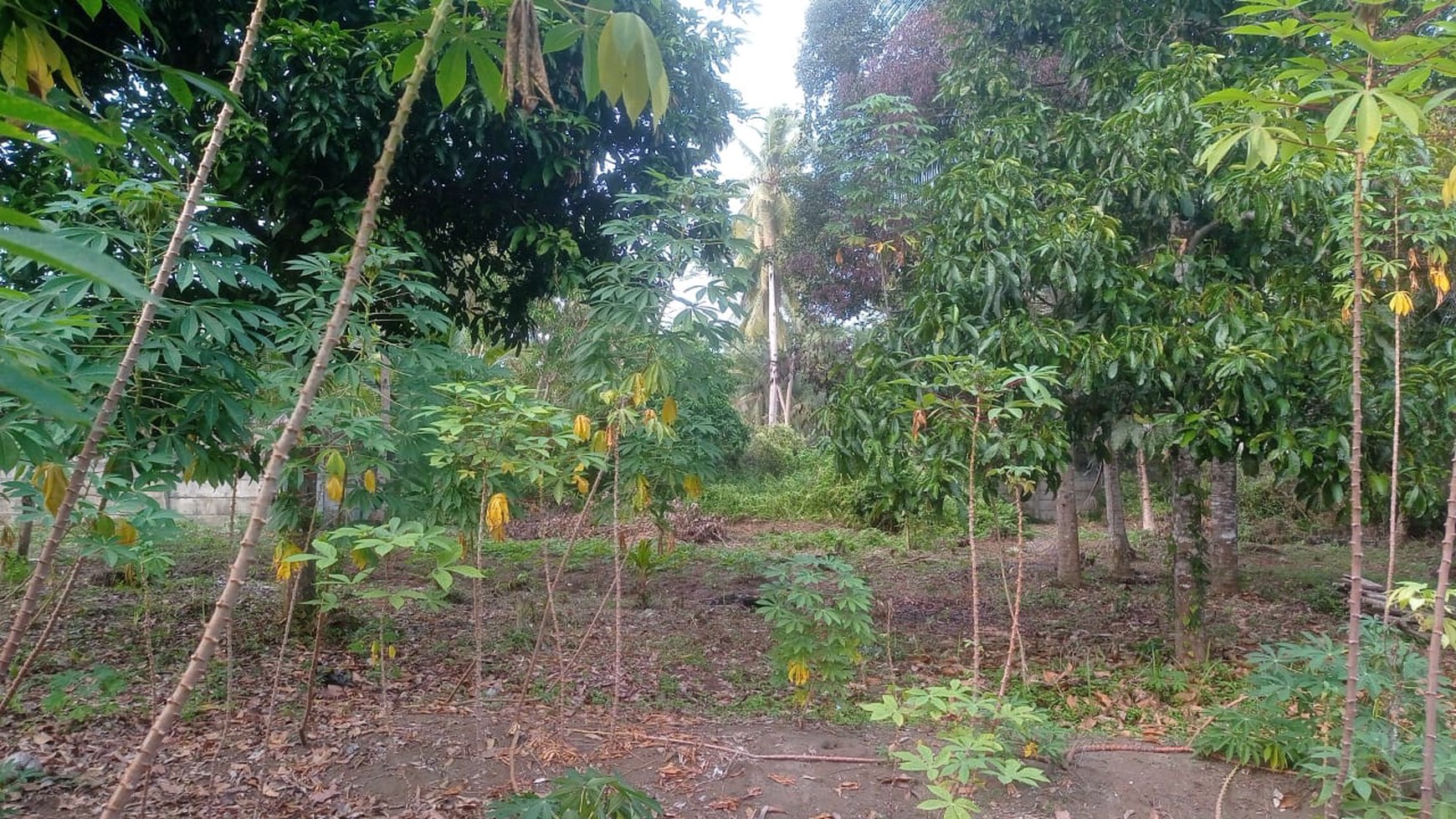 Tanah Siap Bangun di Lokasi Strategis di Pangandaran