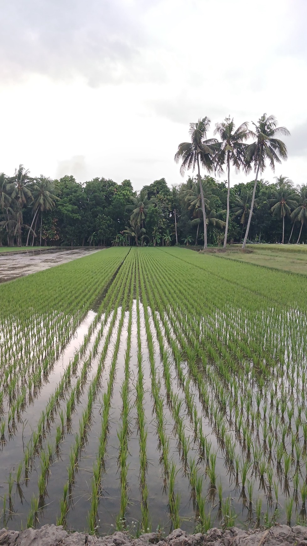 Tanah Sawah Luas 2086 Meter Persegi Lokasi Kasihan Bantul 