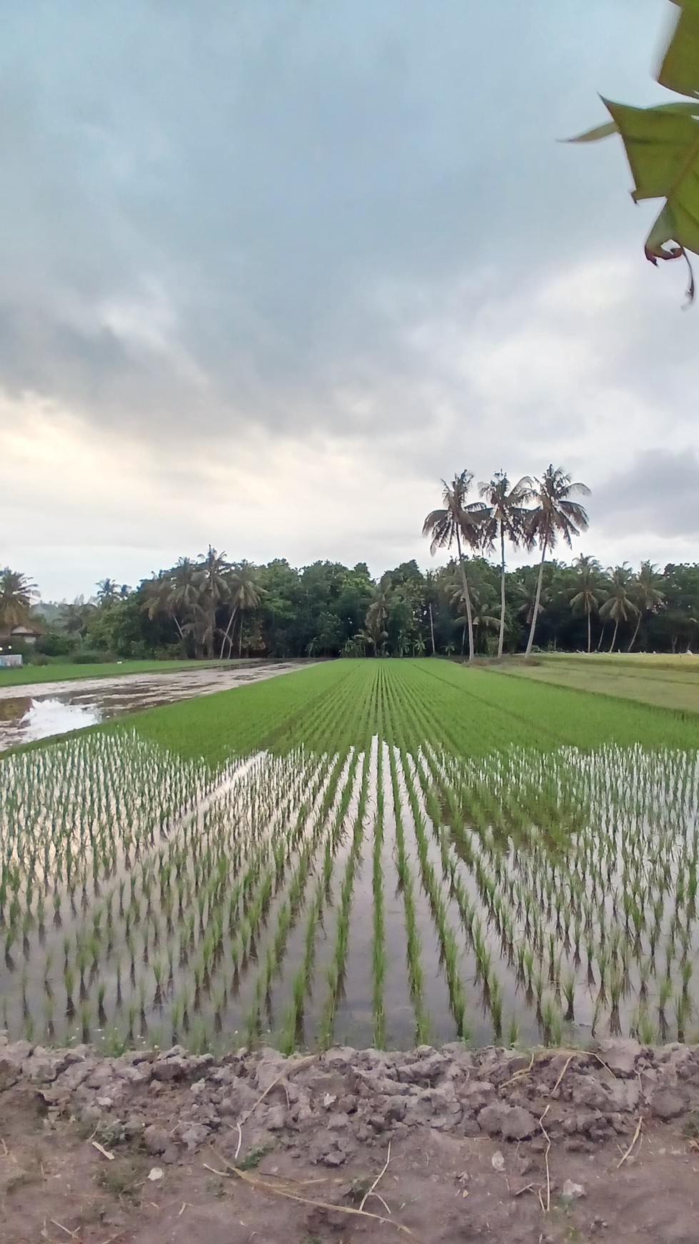 Tanah Sawah Luas 2086 Meter Persegi Lokasi Kasihan Bantul 