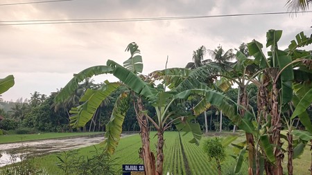 Tanah Sawah Luas 2086 Meter Persegi Lokasi Kasihan Bantul 