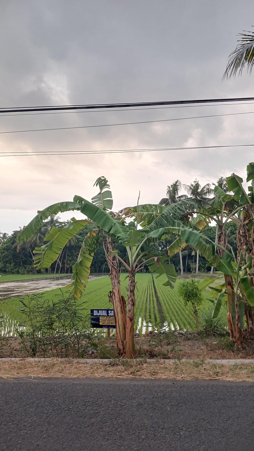 Tanah Sawah Luas 2086 Meter Persegi Lokasi Kasihan Bantul 