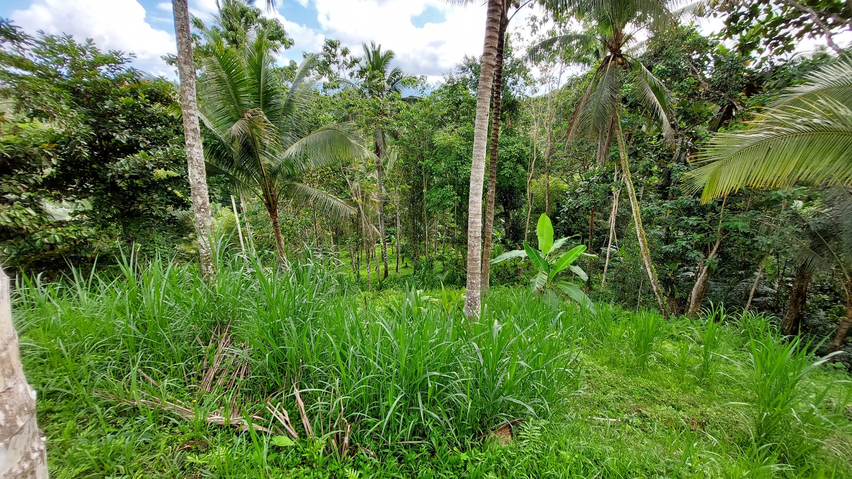 5.850 Sqm of Freehold Land for Sale with Beautiful Mountain View Located in Tabanan