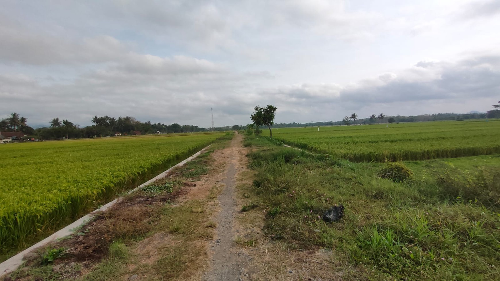 Tanah Sawah Luas 1717 Meter Persegi Lokasi Dekat Bandata YIA 