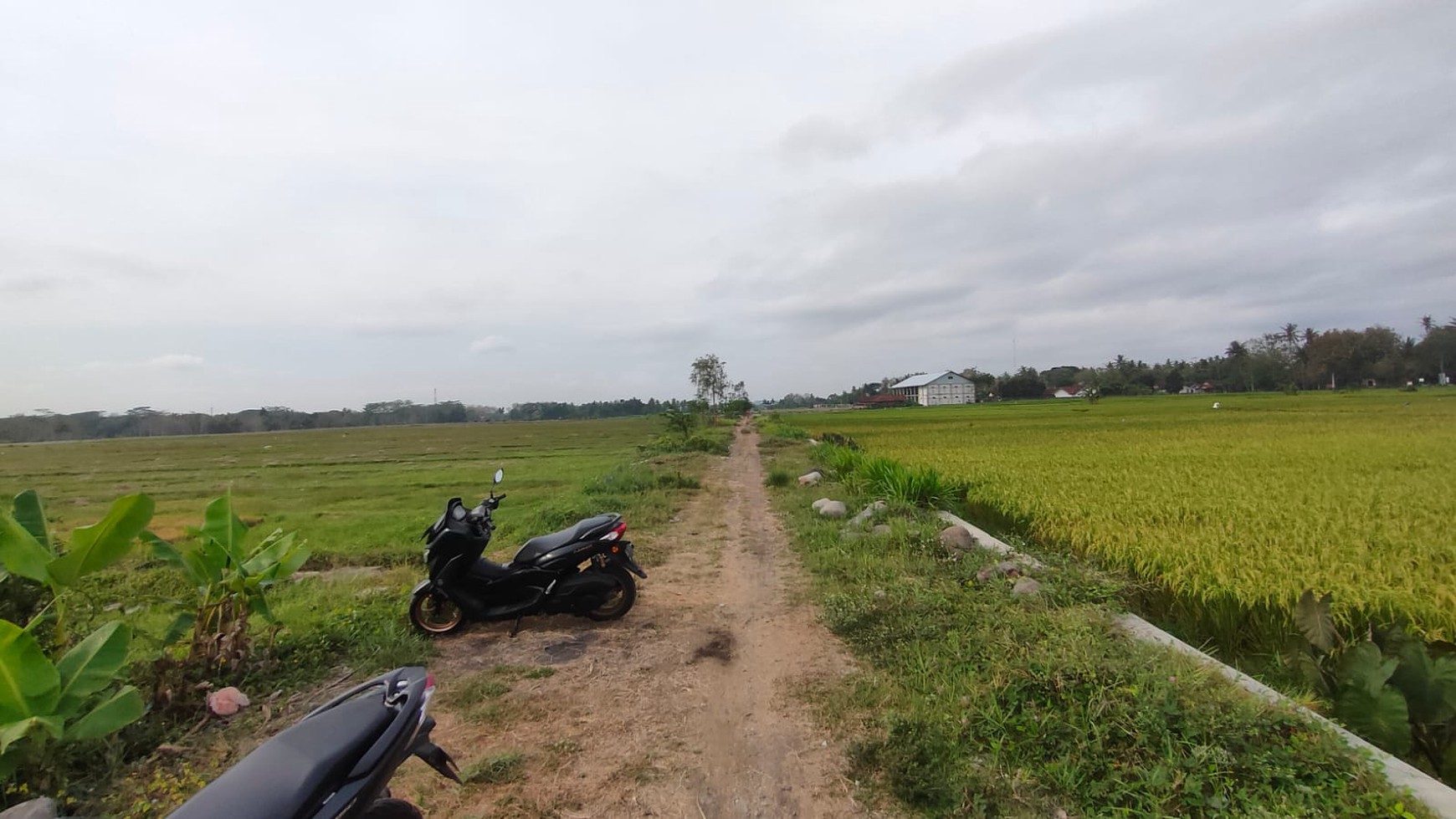 Tanah Sawah Luas 1717 Meter Persegi Lokasi Dekat Bandata YIA 