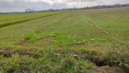 Tanah Sawah Luas 1717 Meter Persegi Lokasi Dekat Bandata YIA 