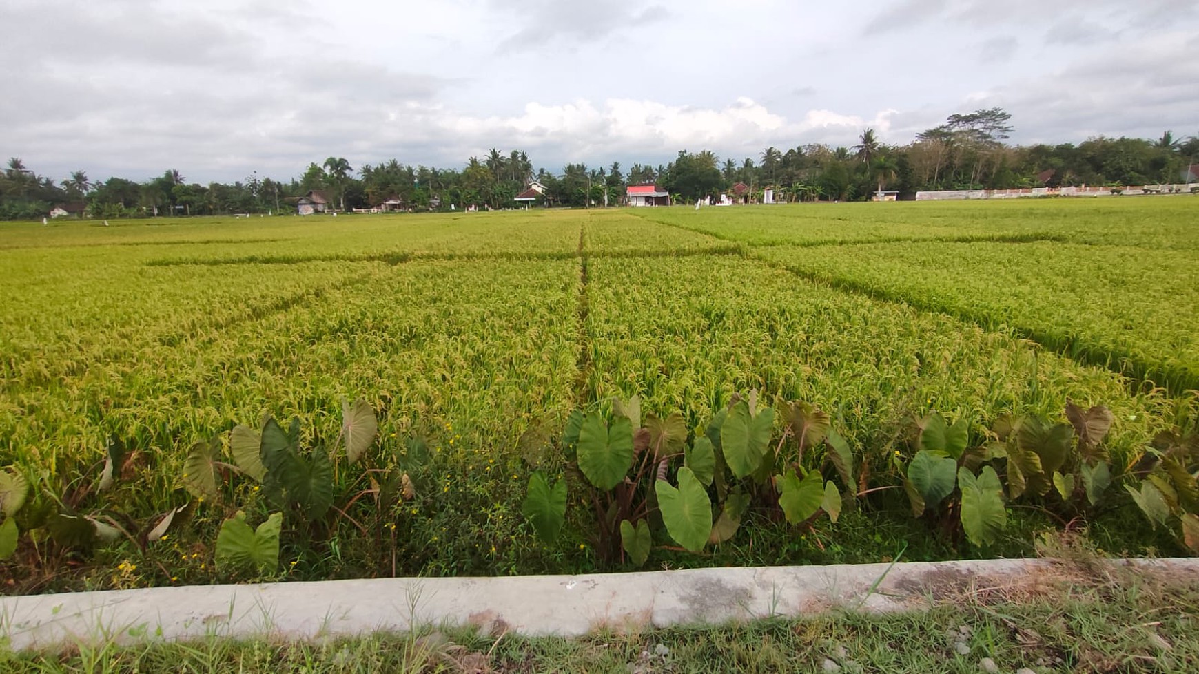 Tanah Sawah Luas 1717 Meter Persegi Lokasi Dekat Bandata YIA 