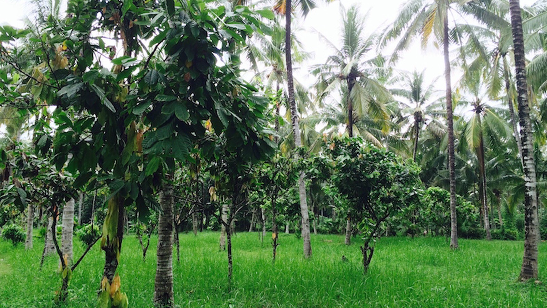 Amazing 37,916 sqm tourism pink zoned beachfront freehold land near Balian & Medewi Surfing