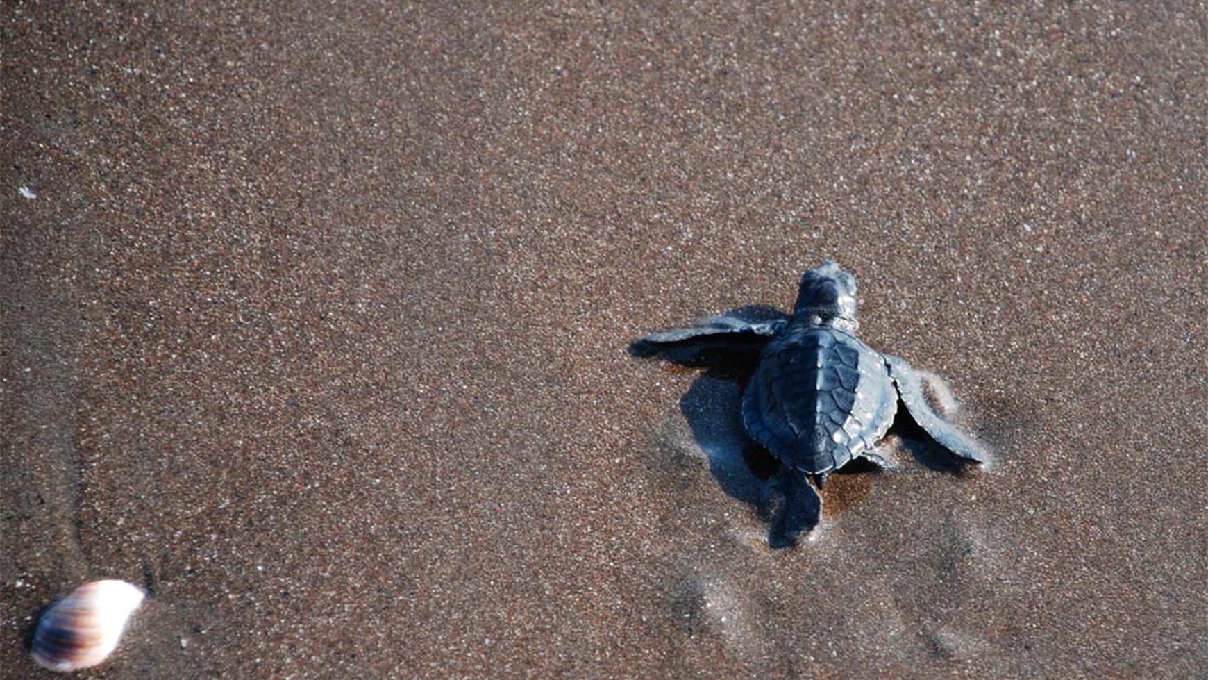 Amazing 37,916 sqm tourism pink zoned beachfront freehold land near Balian & Medewi Surfing