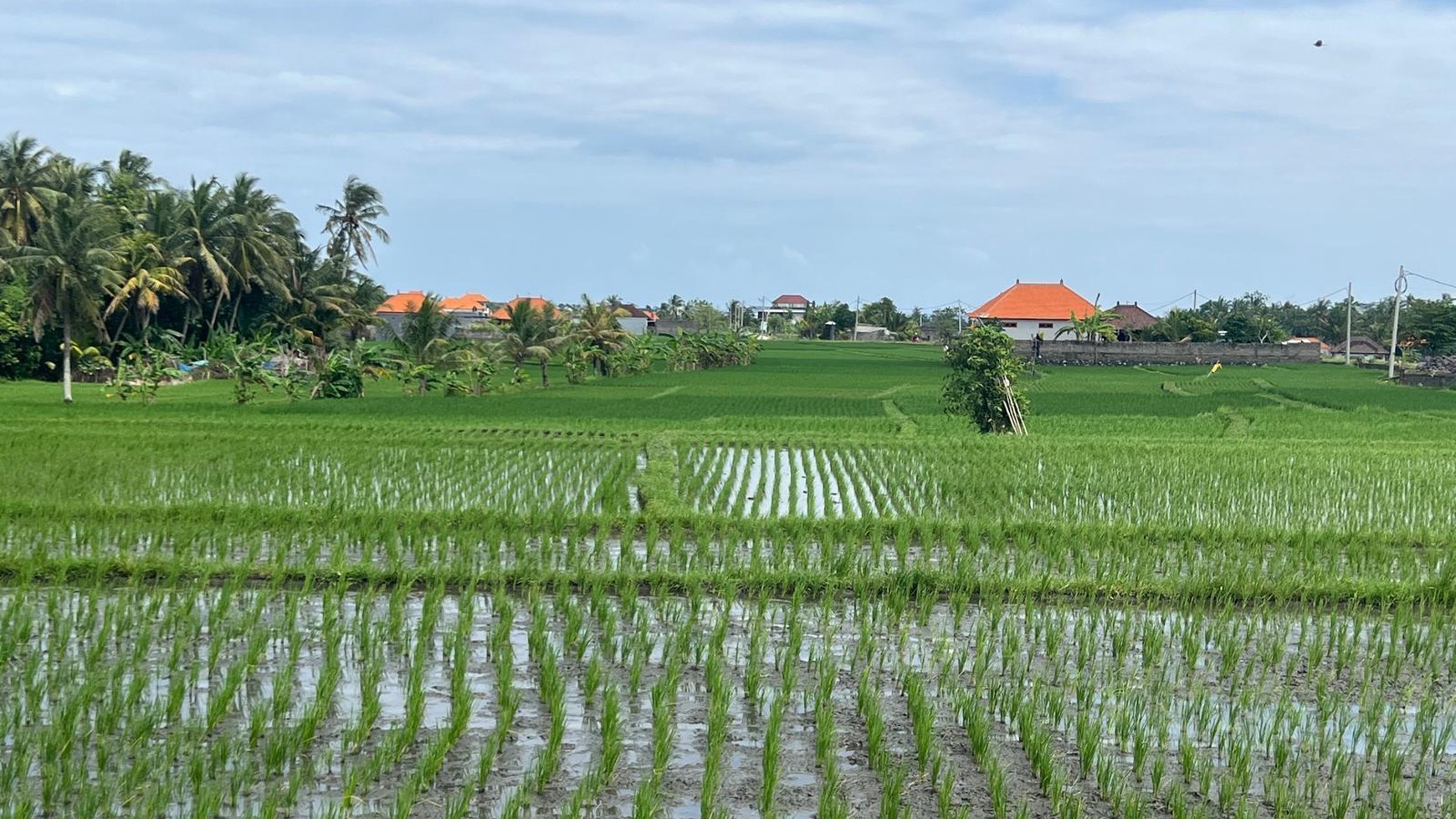 Freehold - Charming Villa with Rice Field Views Near Cemagi Beach Canggu Bali