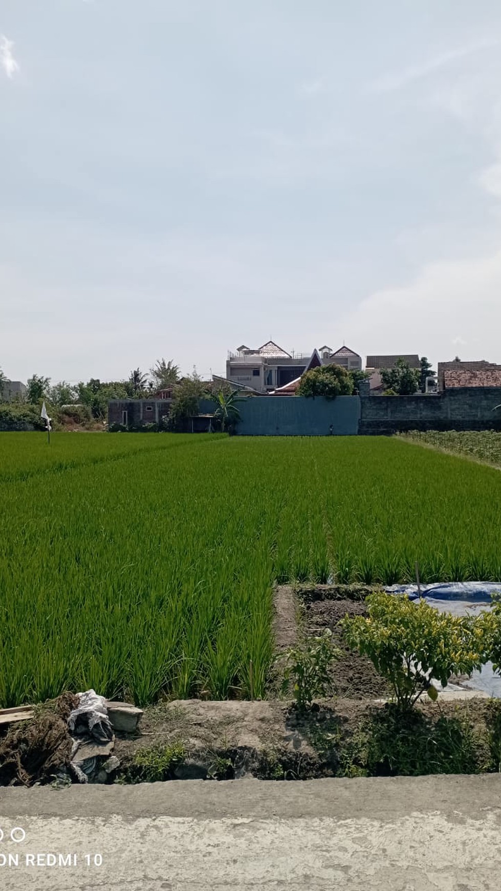 Tanah Sawah Luas 1126 Meter Persegi Lokasi Strategis di Berbah Sleman 