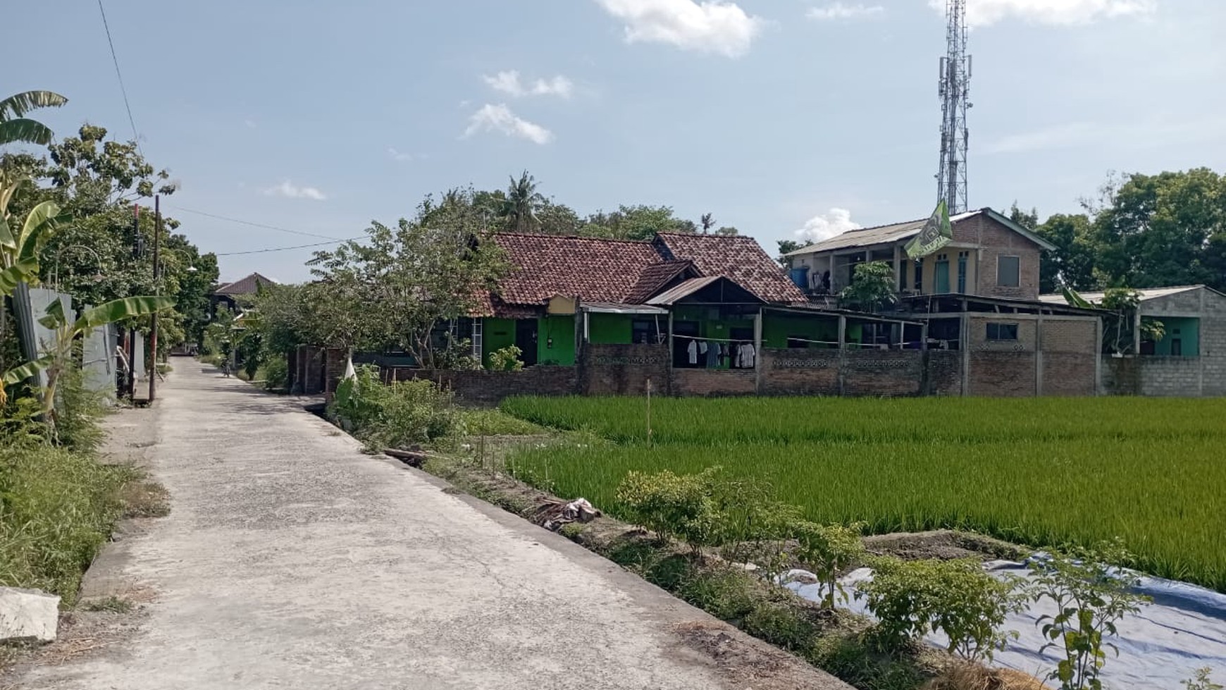 Tanah Sawah Luas 1126 Meter Persegi Lokasi Strategis di Berbah Sleman 