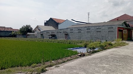 Tanah Sawah Luas 1126 Meter Persegi Lokasi Strategis di Berbah Sleman 