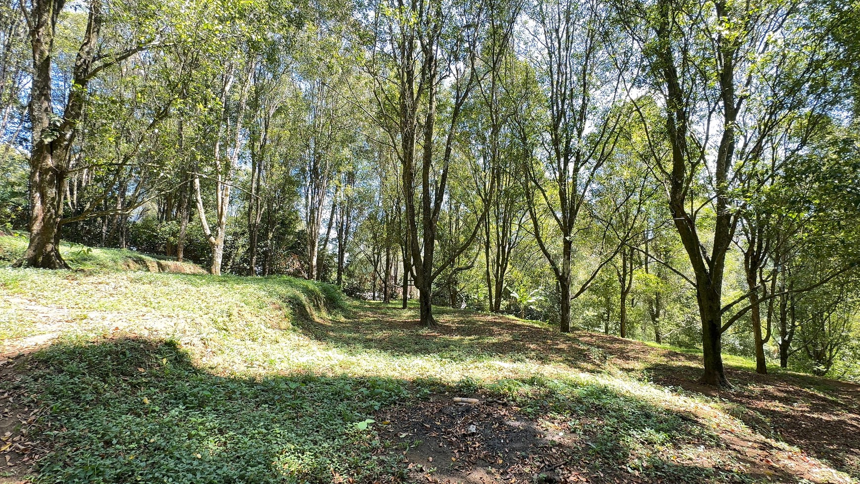 67  ARE LAND WITH ACTIVE CLOVE TREES IN PEDAWA