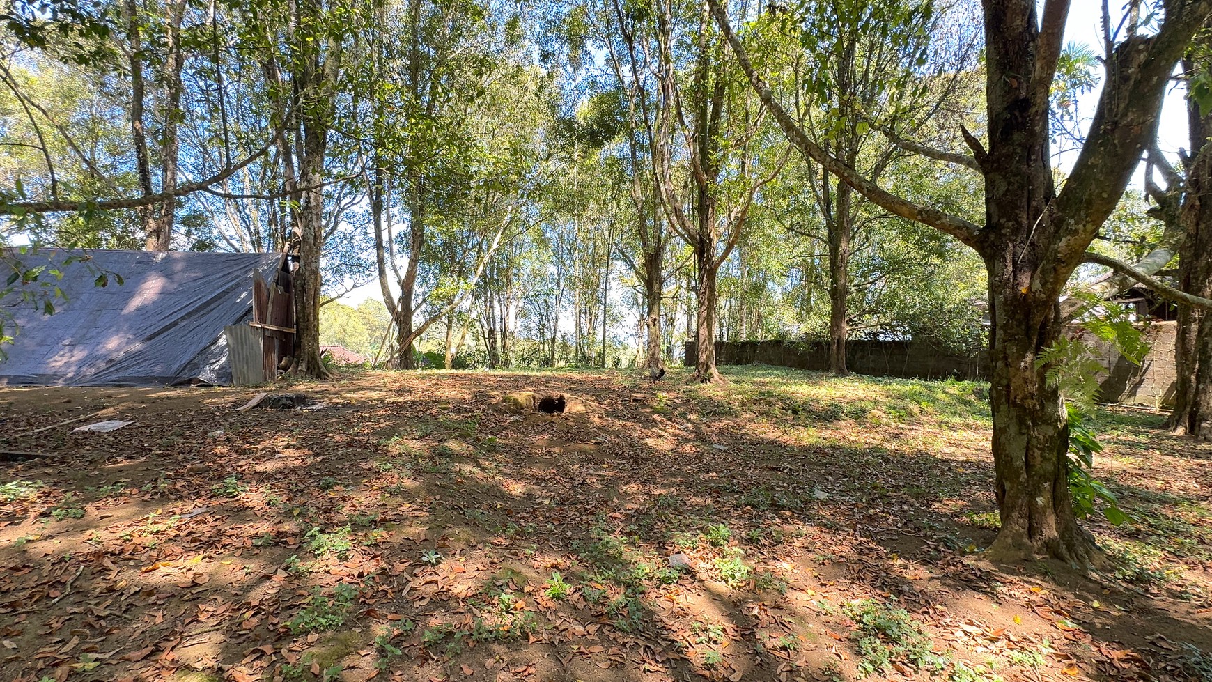 67  ARE LAND WITH ACTIVE CLOVE TREES IN PEDAWA