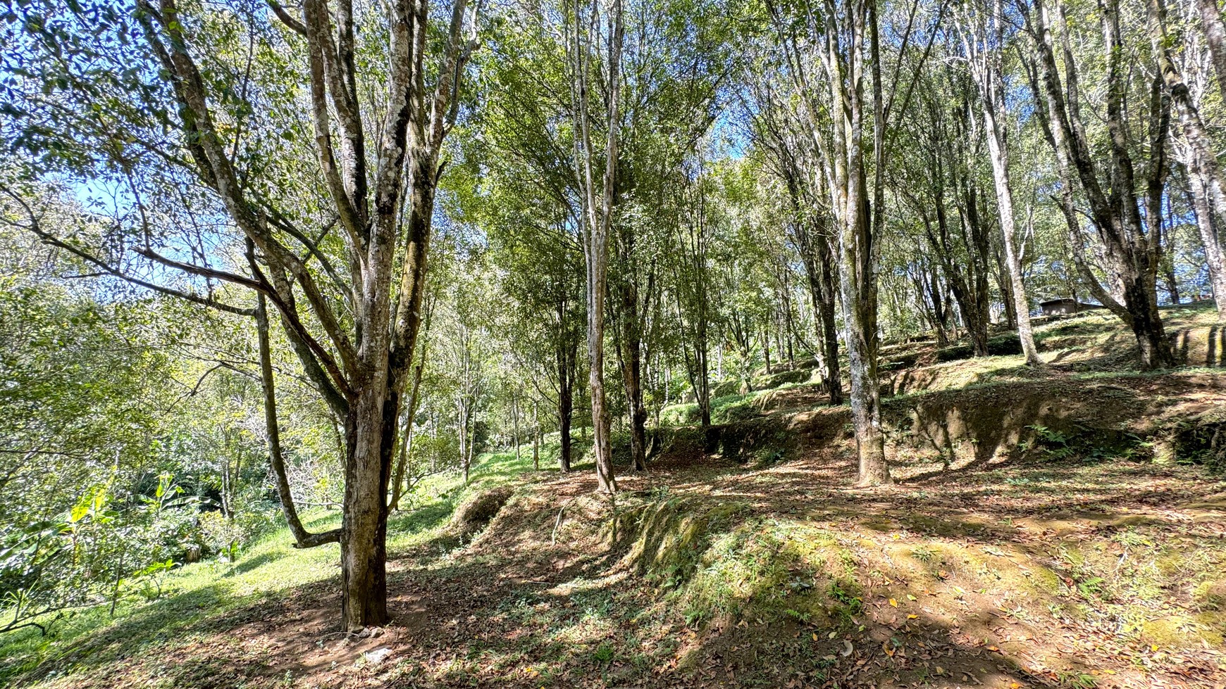 67  ARE LAND WITH ACTIVE CLOVE TREES IN PEDAWA