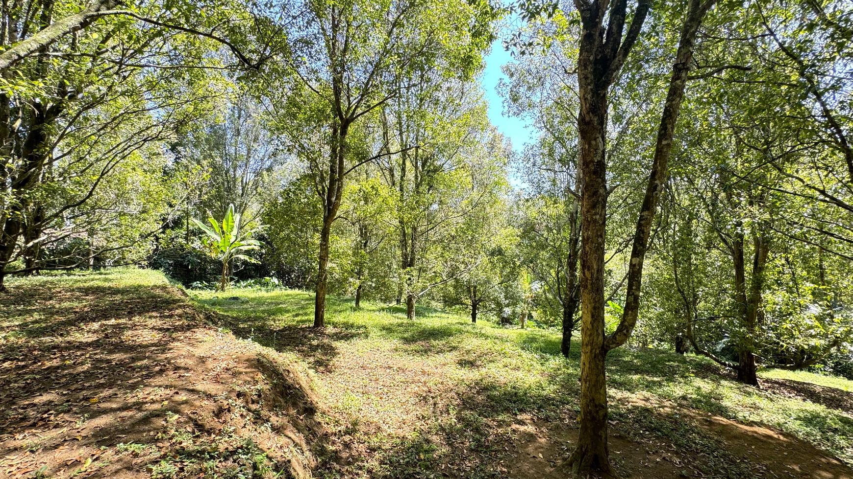 67  ARE LAND WITH ACTIVE CLOVE TREES IN PEDAWA