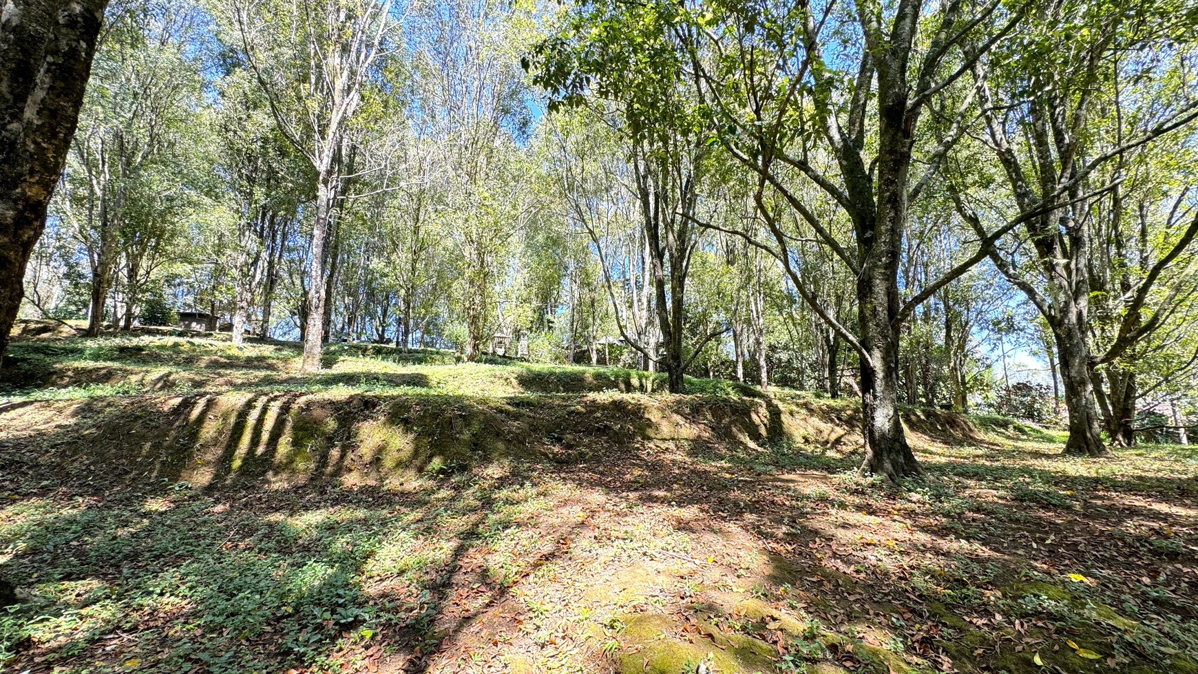 67  ARE LAND WITH ACTIVE CLOVE TREES IN PEDAWA