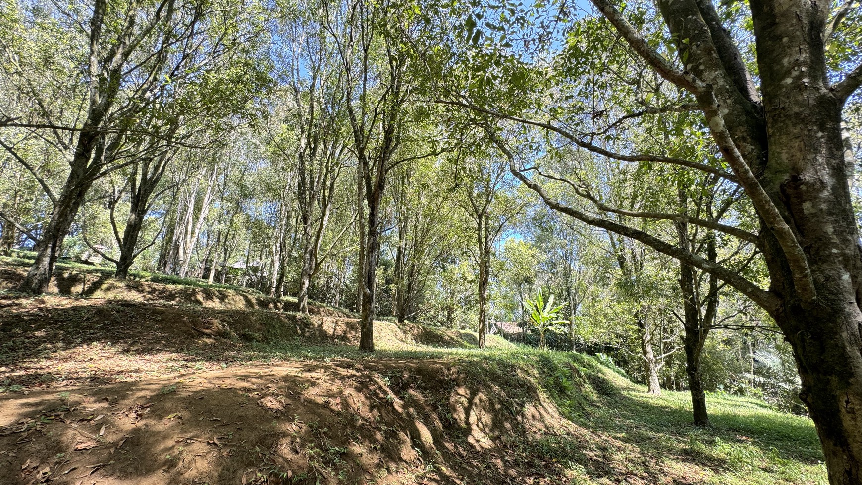 67  ARE LAND WITH ACTIVE CLOVE TREES IN PEDAWA