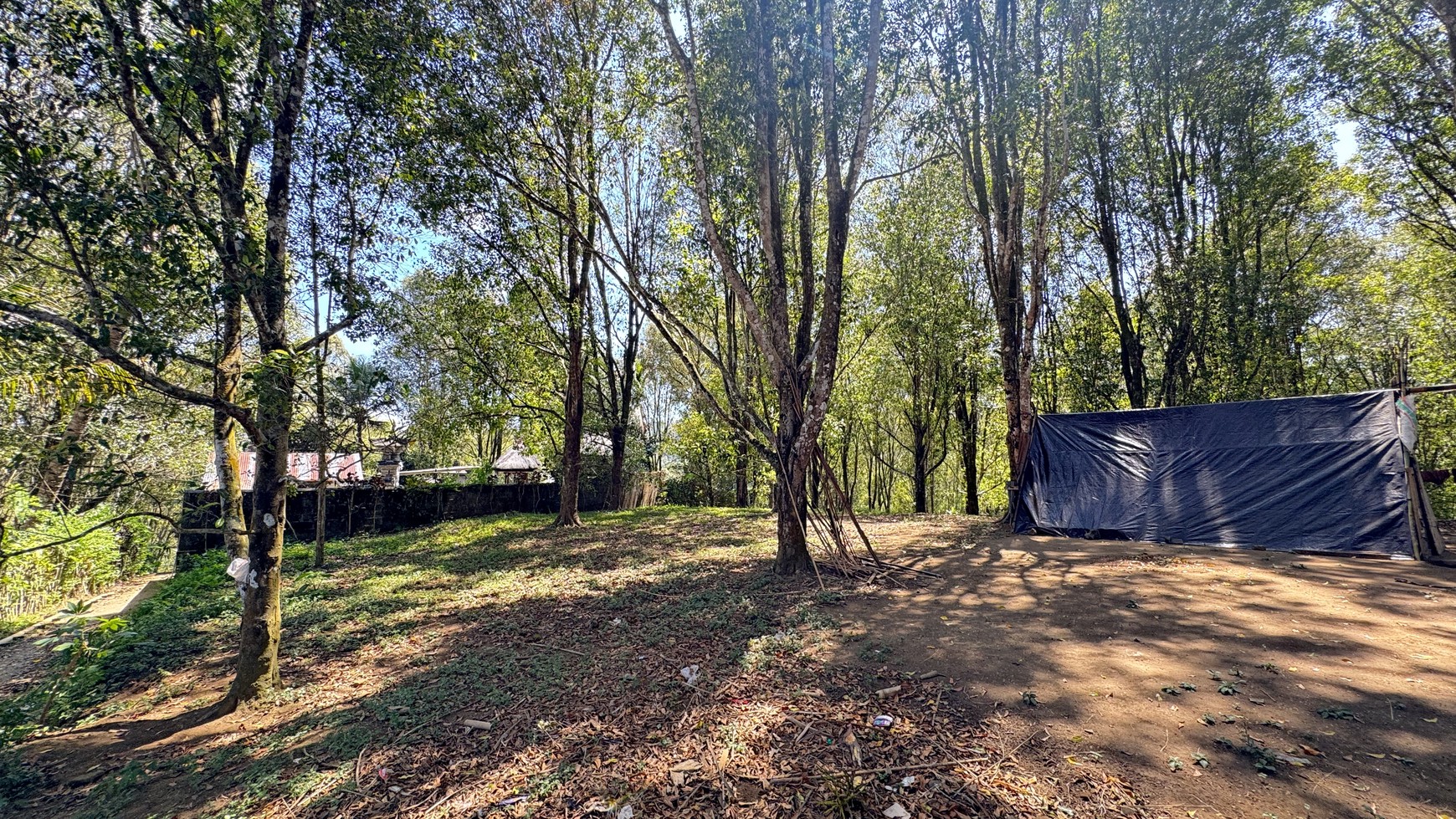 67  ARE LAND WITH ACTIVE CLOVE TREES FOR SALE IN PEDAWA