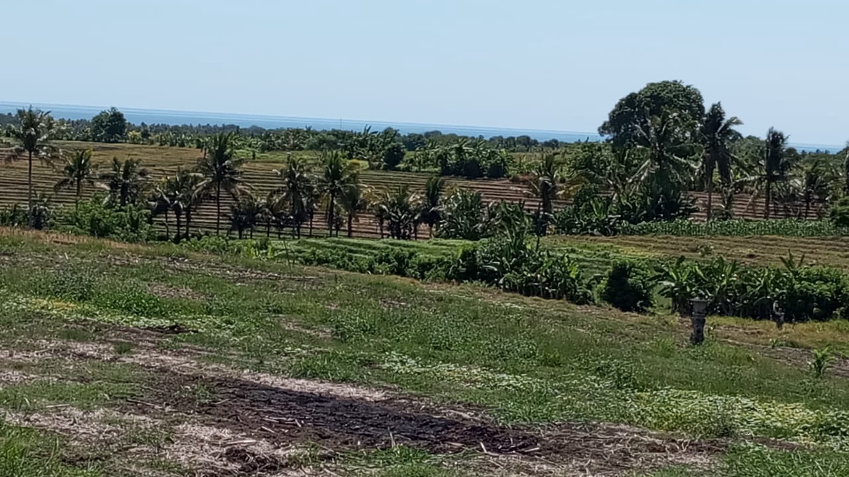 Land 7000 sqm Freehold in Selemadeg Tabanan Bali