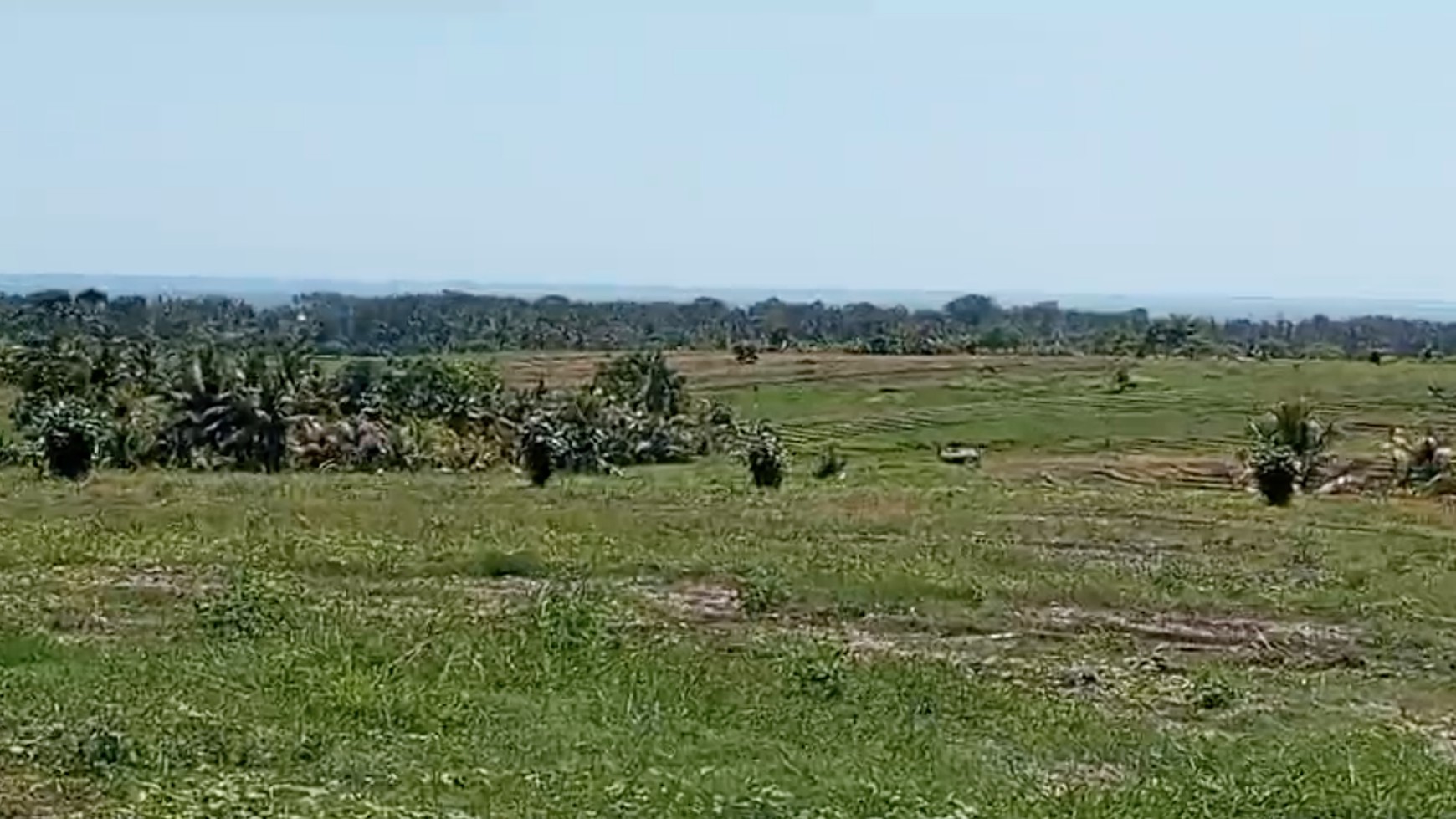 Land 7000 sqm Freehold in Selemadeg Tabanan