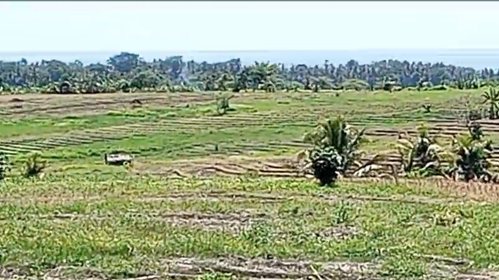 Land 7000 sqm Freehold in Selemadeg Tabanan Bali