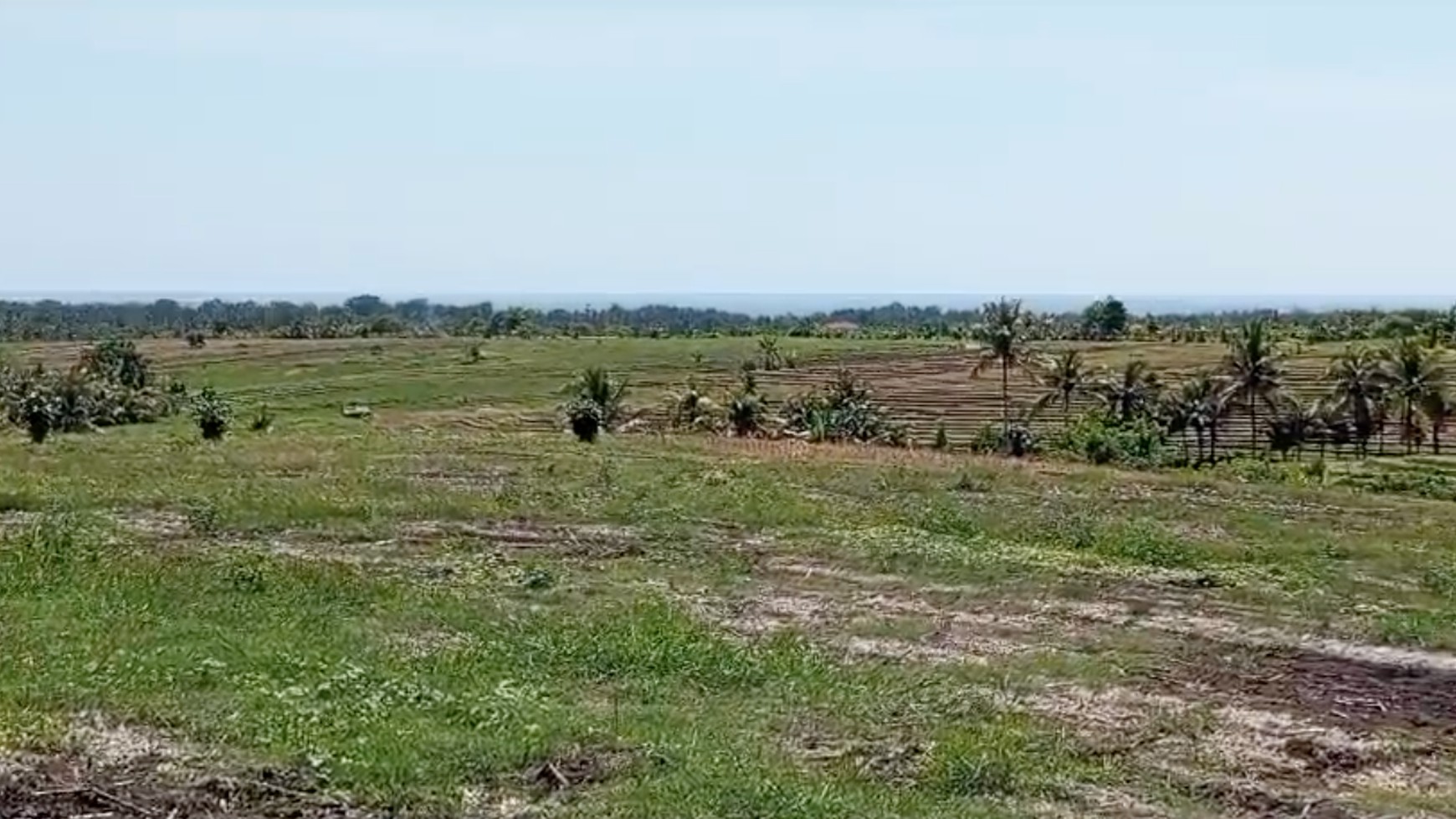 Land 7000 sqm Freehold in Selemadeg Tabanan Bali