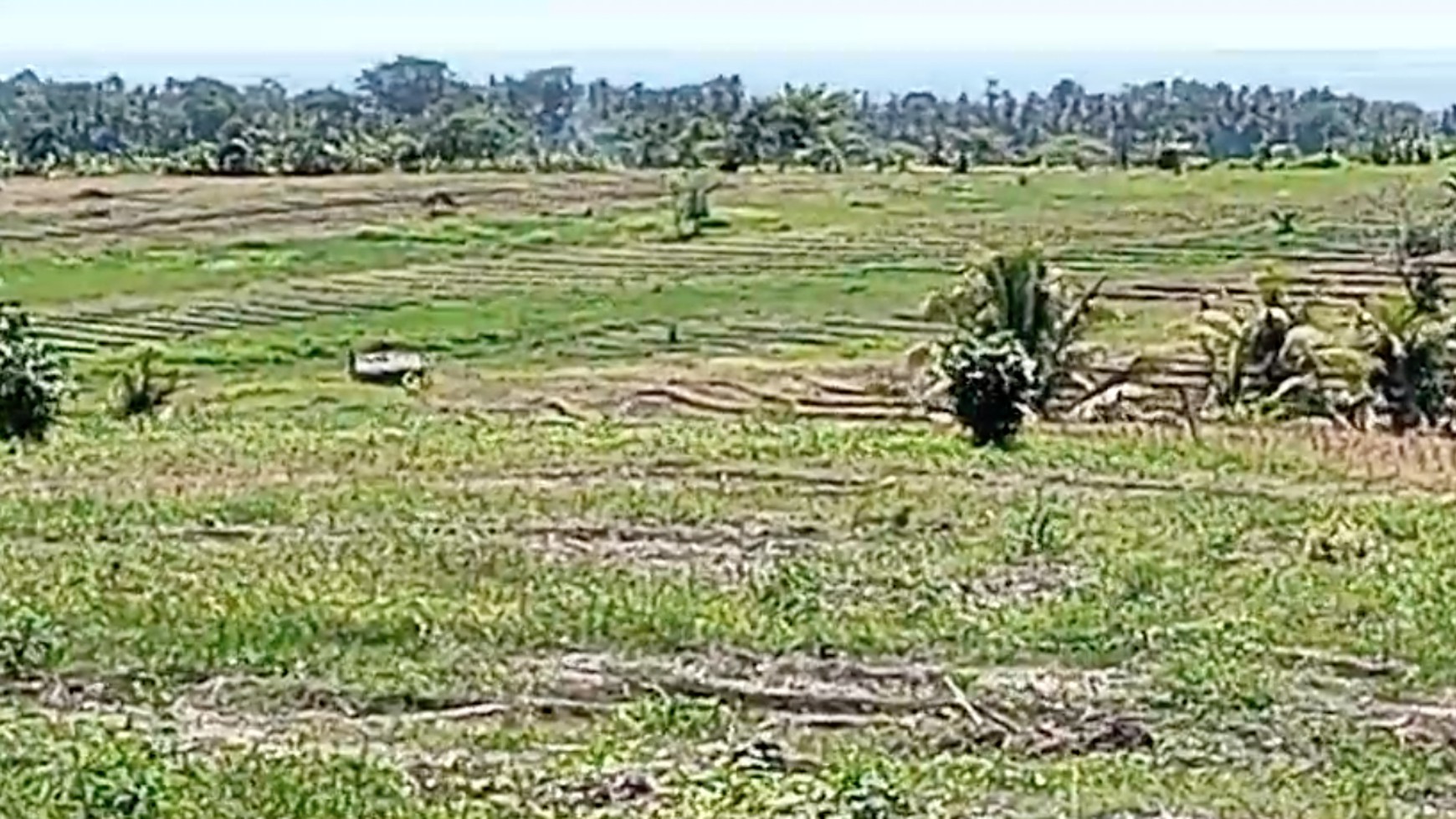 Land 7000 sqm Freehold in Selemadeg Tabanan Bali