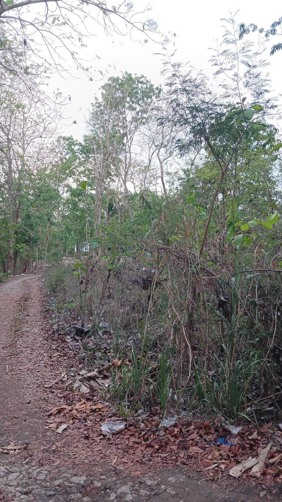 Tanah Pekarangan Luas 597 Meter Persegi Lokasi Pajangan Bantul 