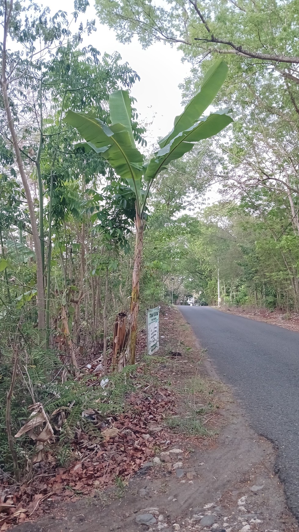 Tanah Pekarangan Luas 597 Meter Persegi Lokasi Pajangan Bantul 