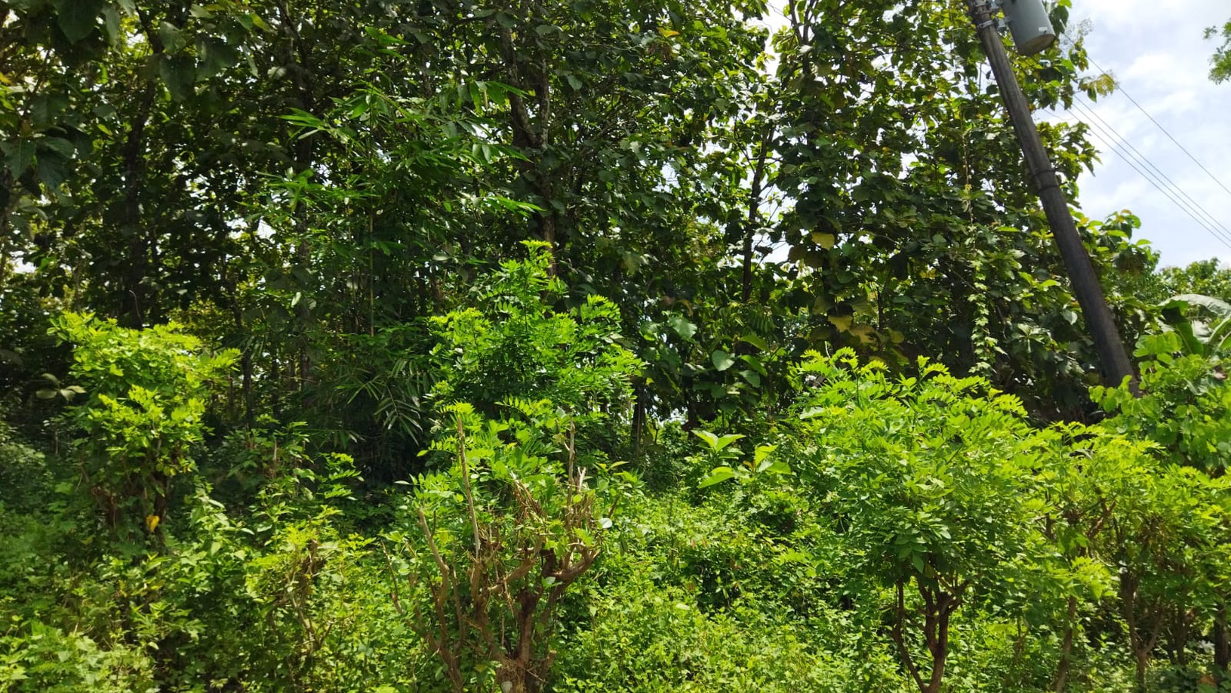 Tanah / Kebun Jati Seluas 2.2261 Meter Persegi Di Panggang Gunung Kidul