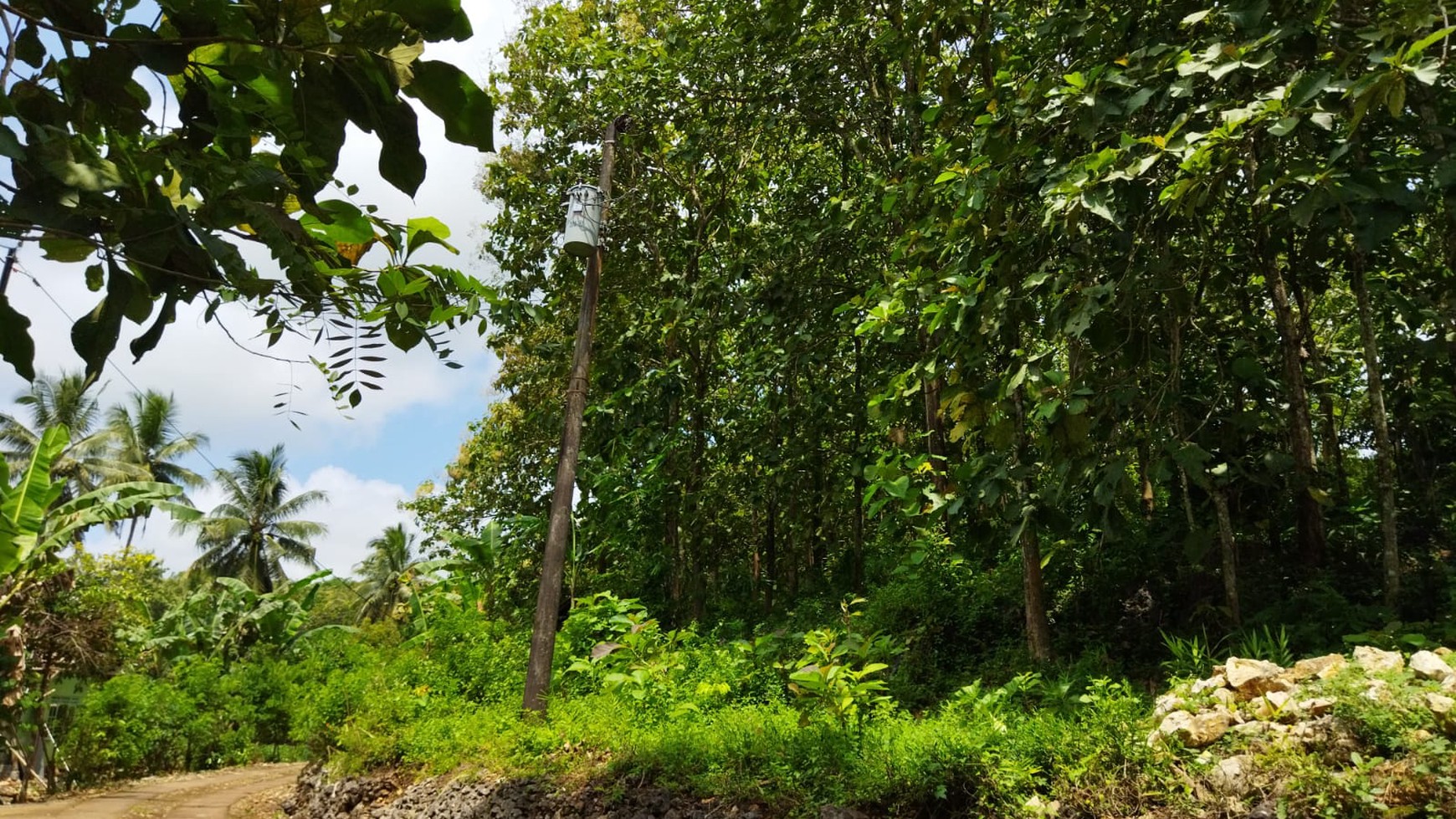 Tanah / Kebun Jati Seluas 2.2261 Meter Persegi Di Panggang Gunung Kidul