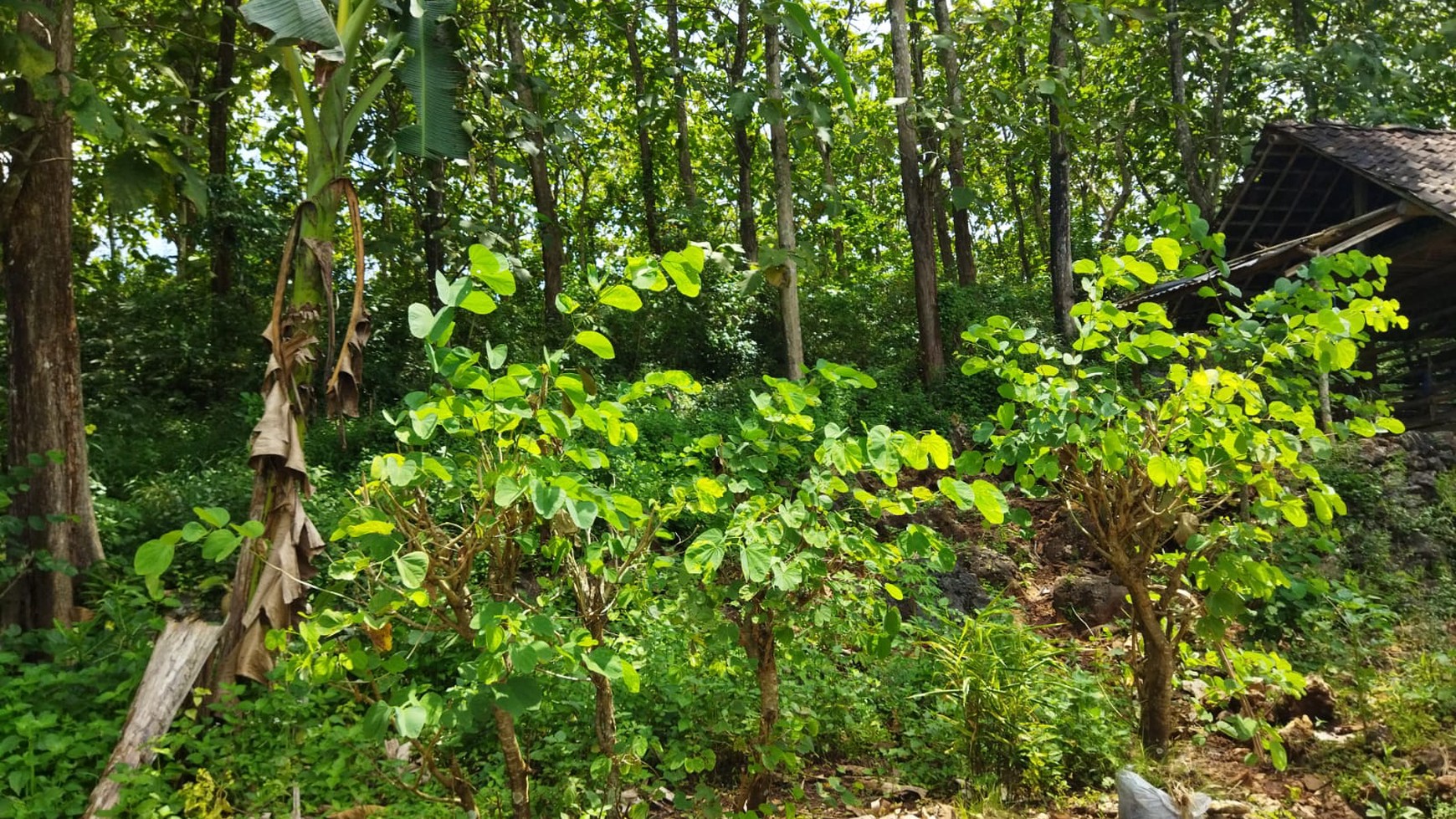 Tanah / Kebun Jati Seluas 2.2261 Meter Persegi Di Panggang Gunung Kidul