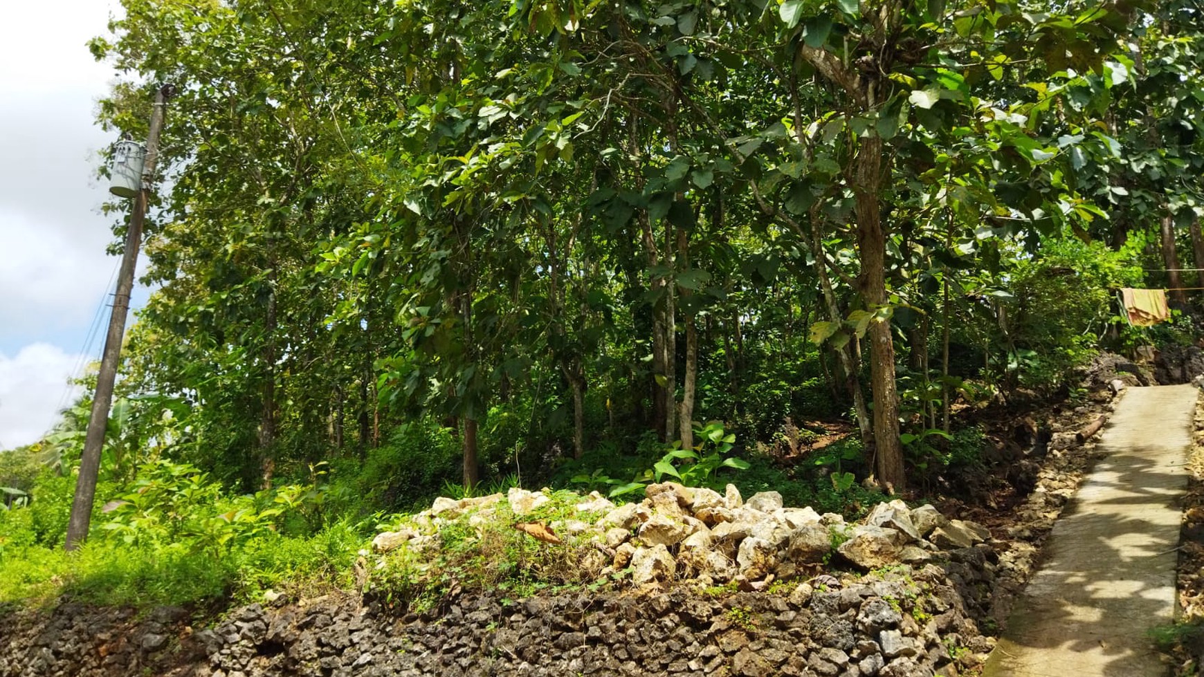 Tanah / Kebun Jati Seluas 2.2261 Meter Persegi Di Panggang Gunung Kidul