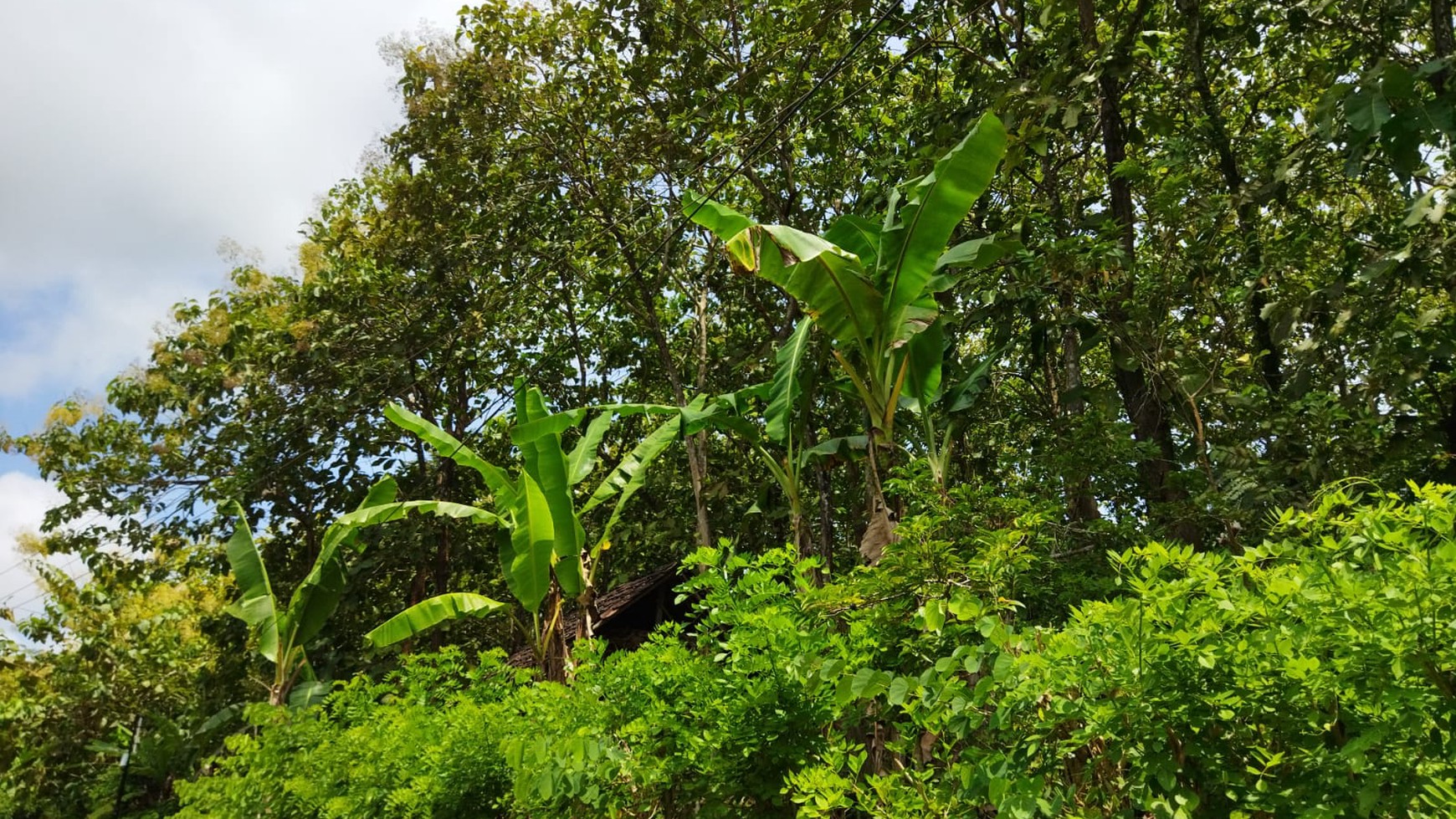 Tanah / Kebun Jati Seluas 2.2261 Meter Persegi Di Panggang Gunung Kidul