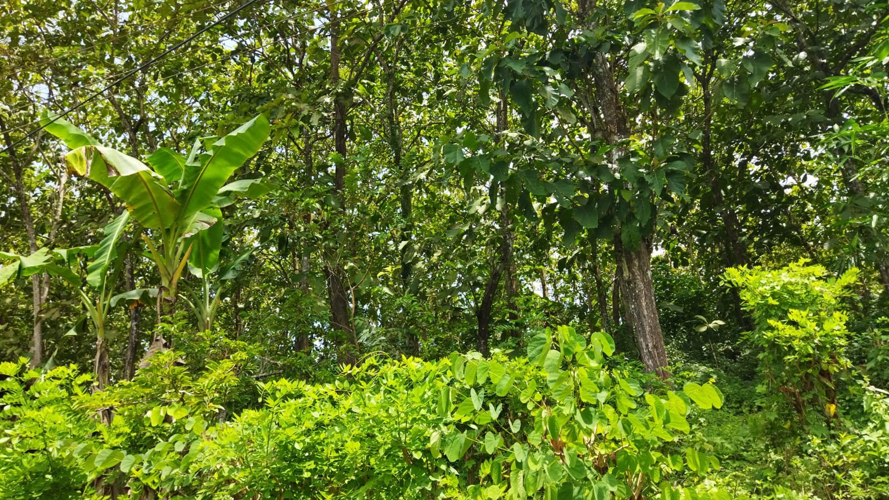 Tanah / Kebun Jati Seluas 2.2261 Meter Persegi Di Panggang Gunung Kidul