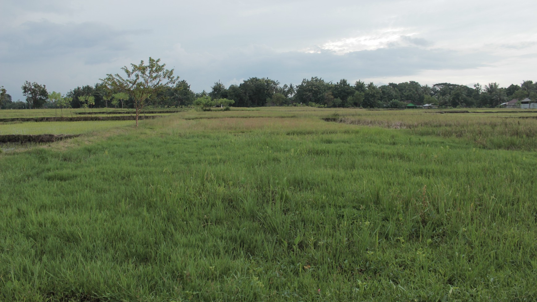 TANAH SAWAH SELUAS 1459 METER PERSEGI, DI JL GODEAN