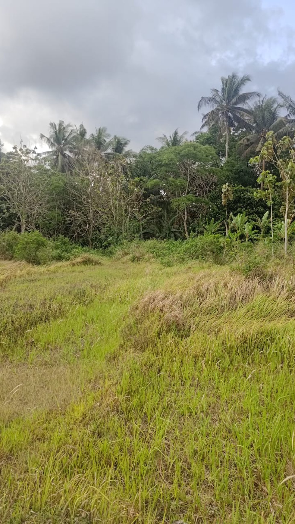 Tanah Seluas 3682 Meter Persegi Lokasi Strategis Dekat Bandara YIA 